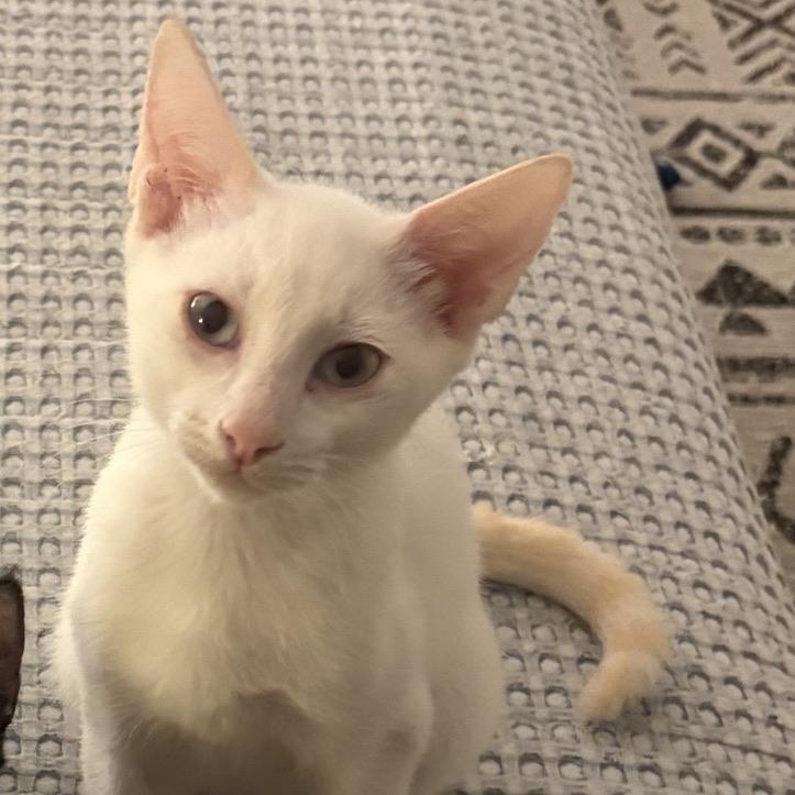 Jon Snow, Adoptable, Young Male Domestic Short Hair.