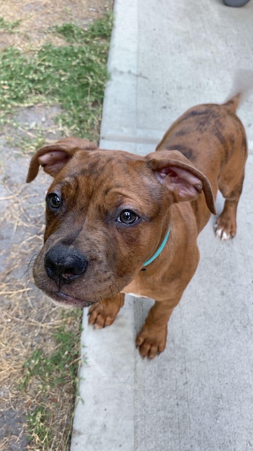 Enlarge Walnut, a ADOPTABLE American Bully in Charlotte, NC image 2/6