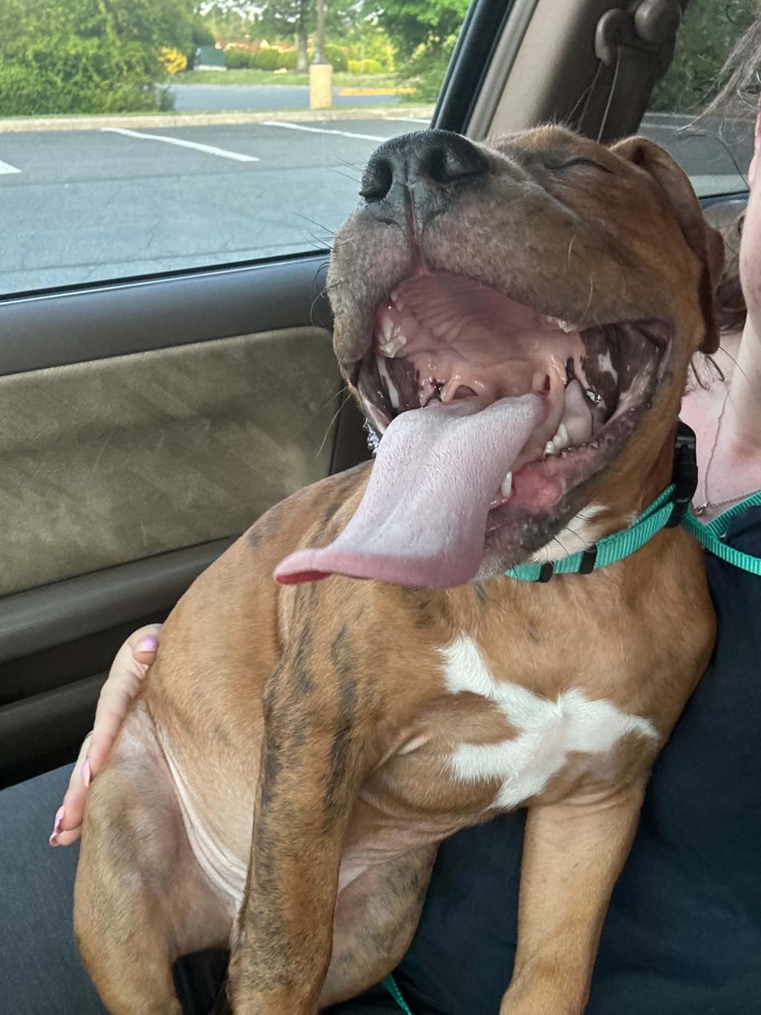 Enlarge Walnut, a ADOPTABLE American Bully in Charlotte, NC image 3/6