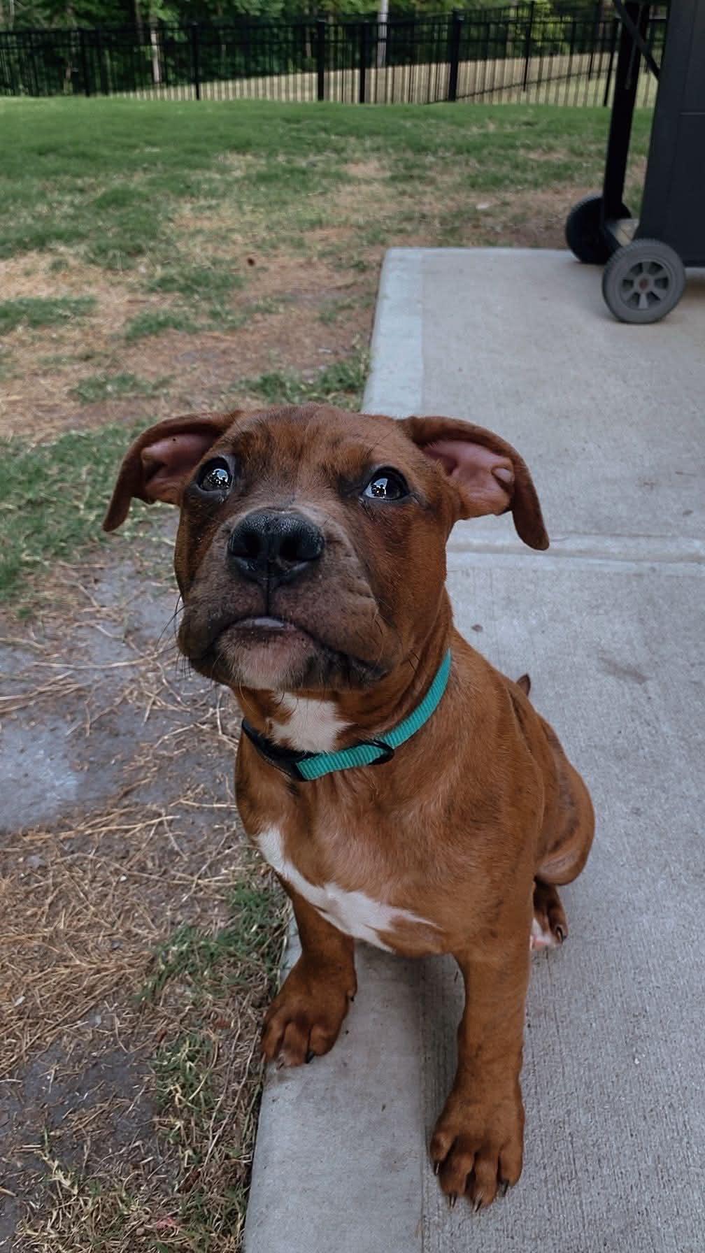 Enlarge Walnut, a ADOPTABLE American Bully in Charlotte, NC image 5/6