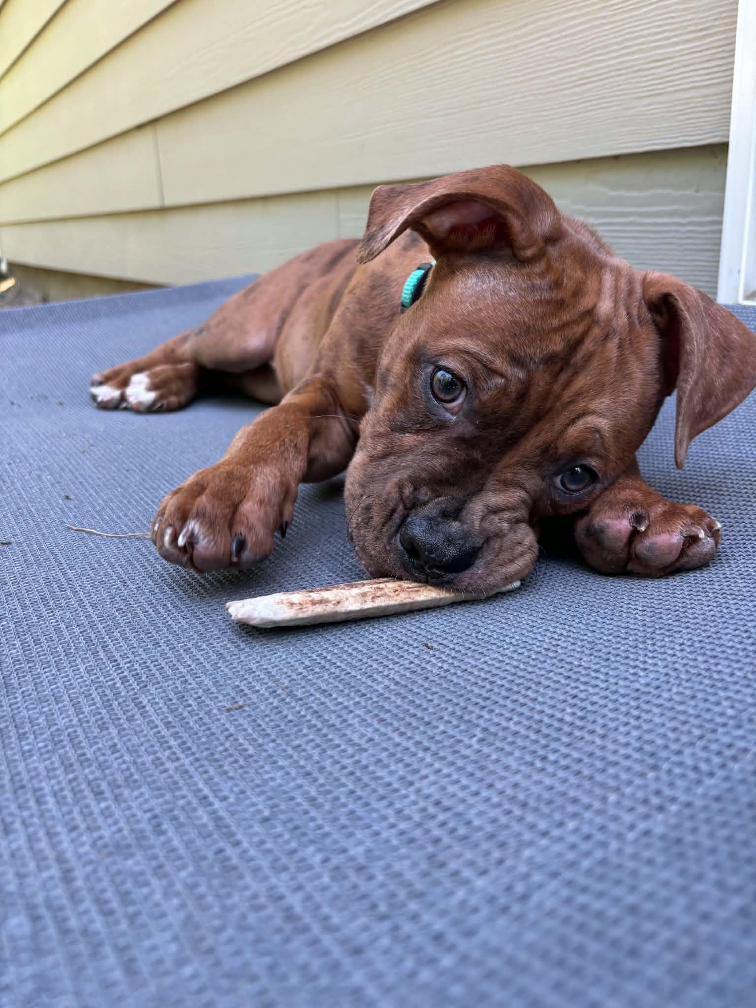 Enlarge Walnut, a ADOPTABLE American Bully in Charlotte, NC image 6/6