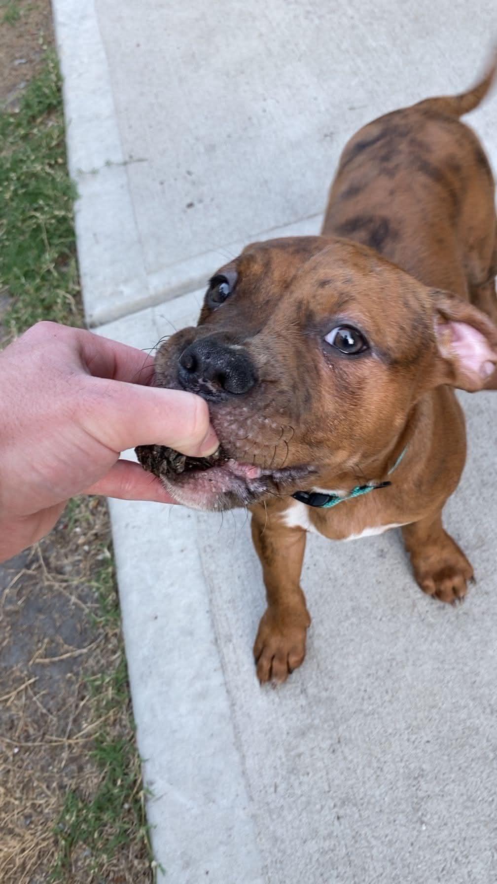 Enlarge Walnut, a ADOPTABLE American Bully in Charlotte, NC image 4/6