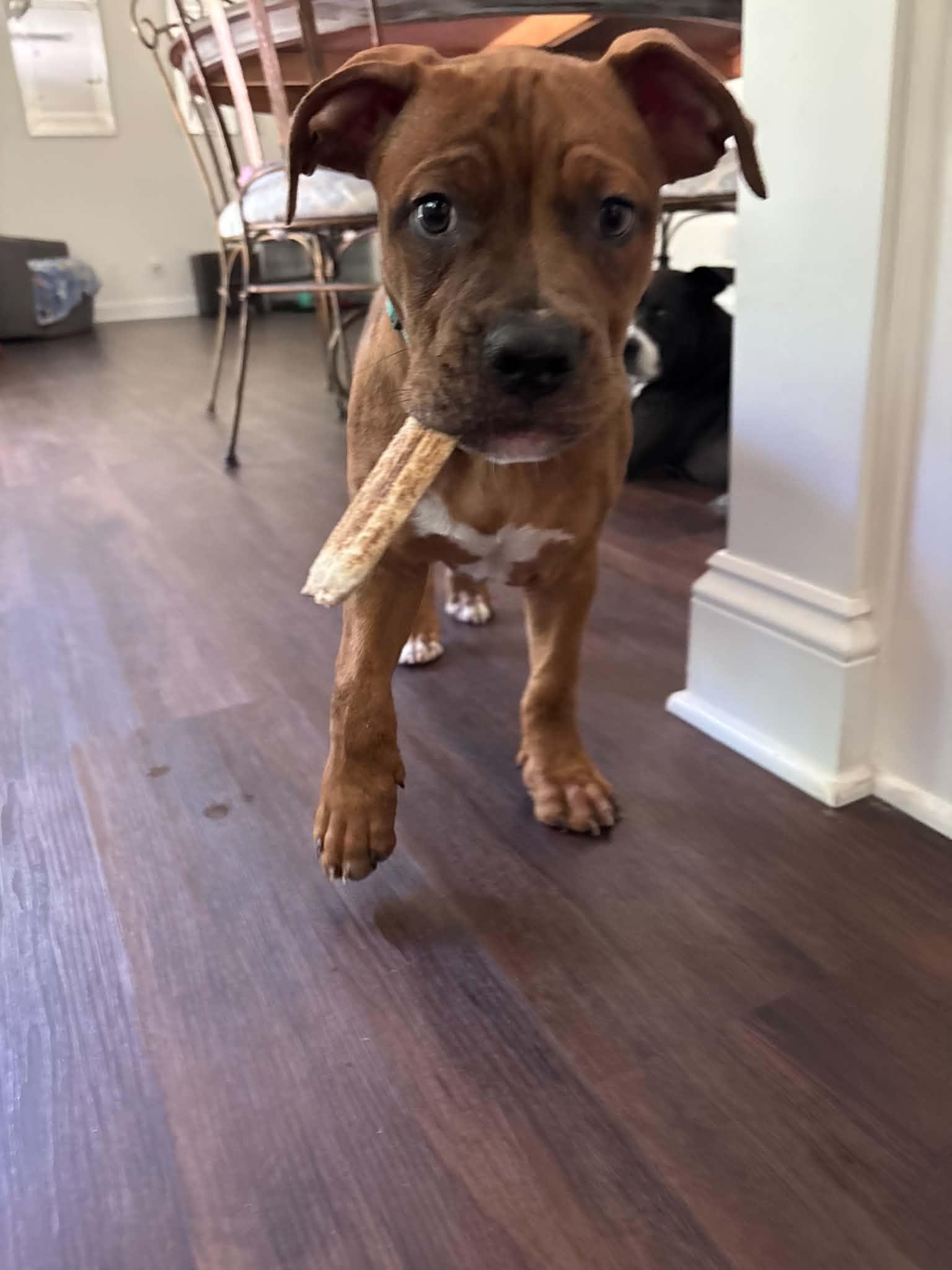 Enlarge Walnut, a ADOPTABLE American Bully in Charlotte, NC image 1/6