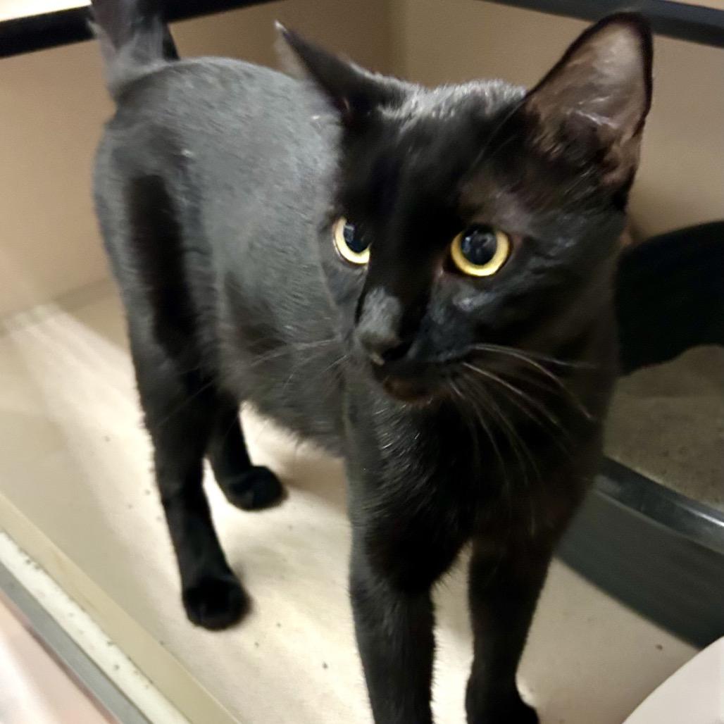 Michael, Adoptable, Young Male Domestic Short Hair.