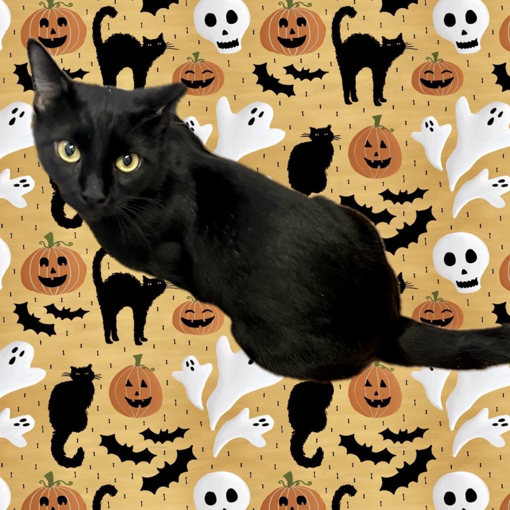 Enlarge Michael, a Adoptable Domestic Short Hair in Denison, TX image 2/5