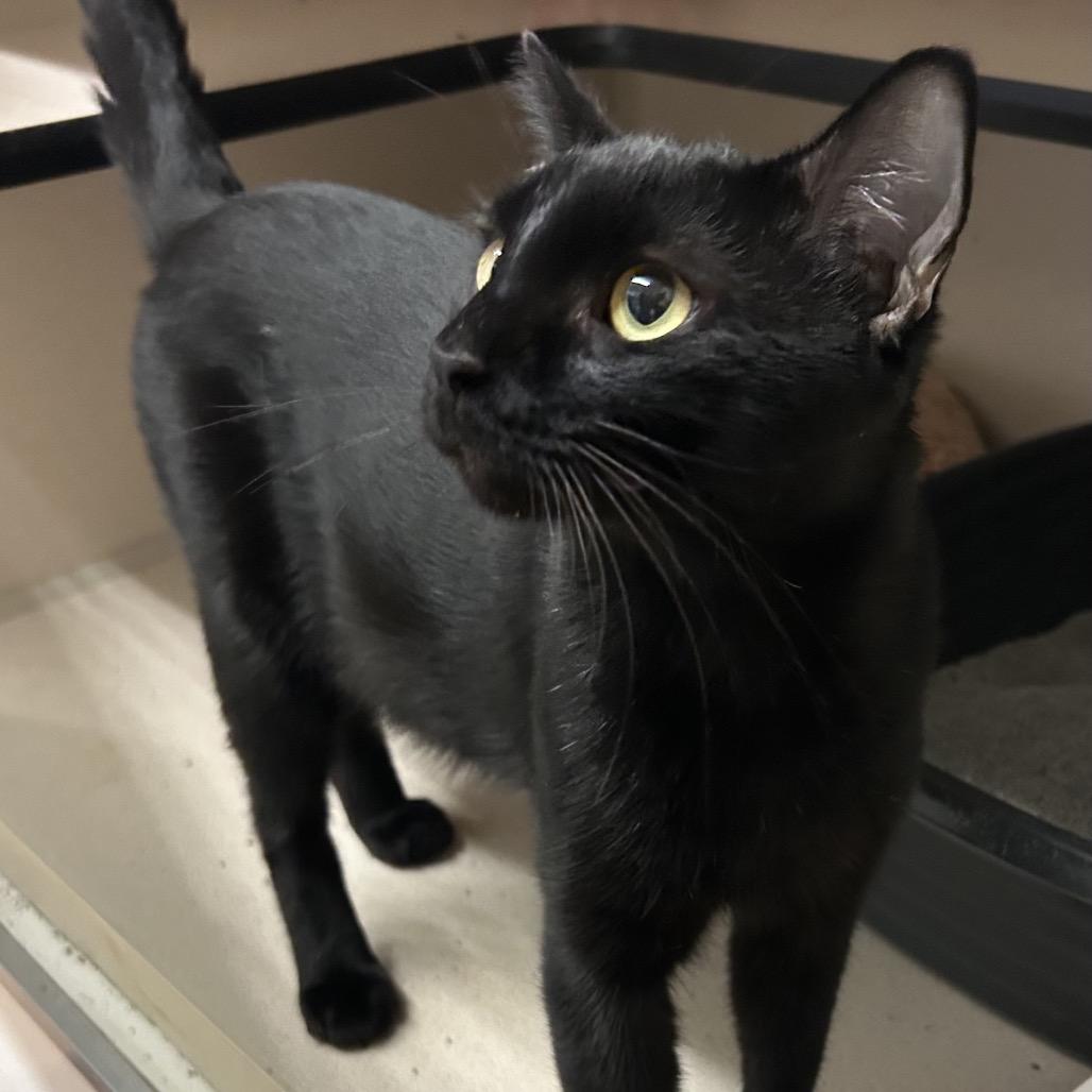Enlarge Michael, a Adoptable Domestic Short Hair in Denison, TX image 3/5
