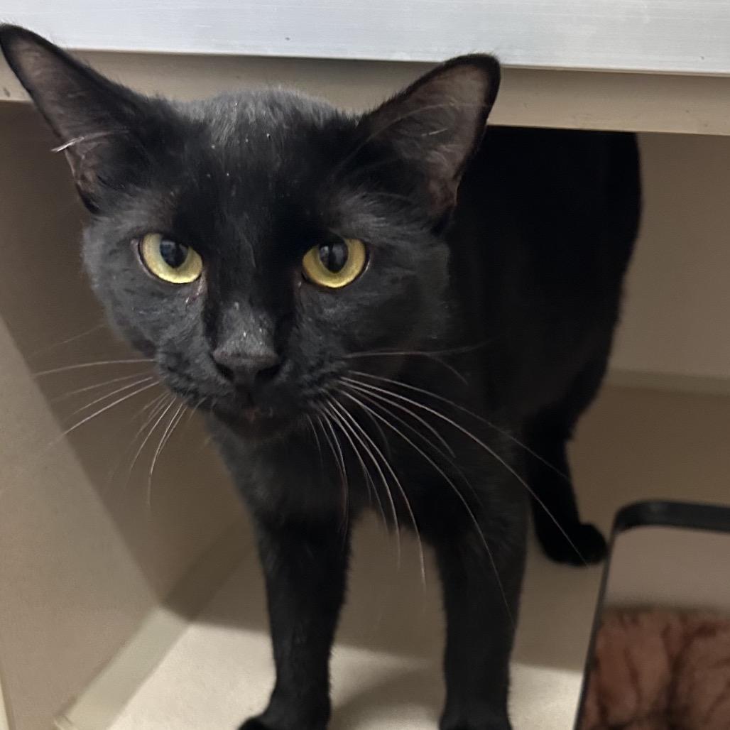 Enlarge Michael, a Adoptable Domestic Short Hair in Denison, TX image 4/5