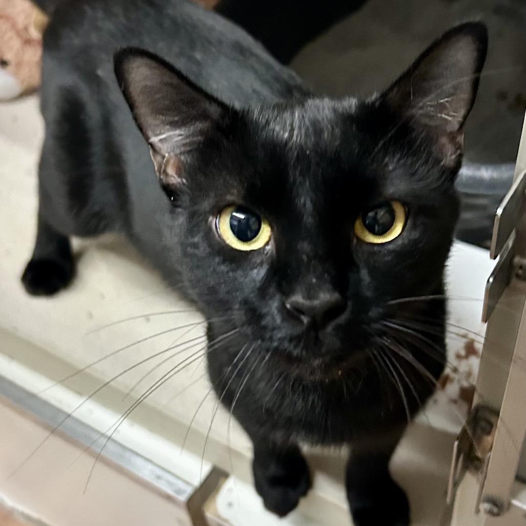 Enlarge Michael, a Adoptable Domestic Short Hair in Denison, TX image 5/5