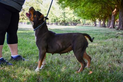 Enlarge Valkyrie, a Adoptable mixed breed in Yakima, WA image 2/3