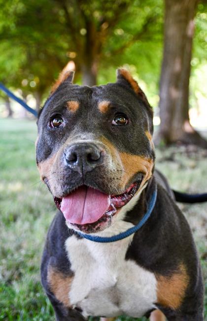 Enlarge Valkyrie, a Adoptable mixed breed in Yakima, WA image 3/3