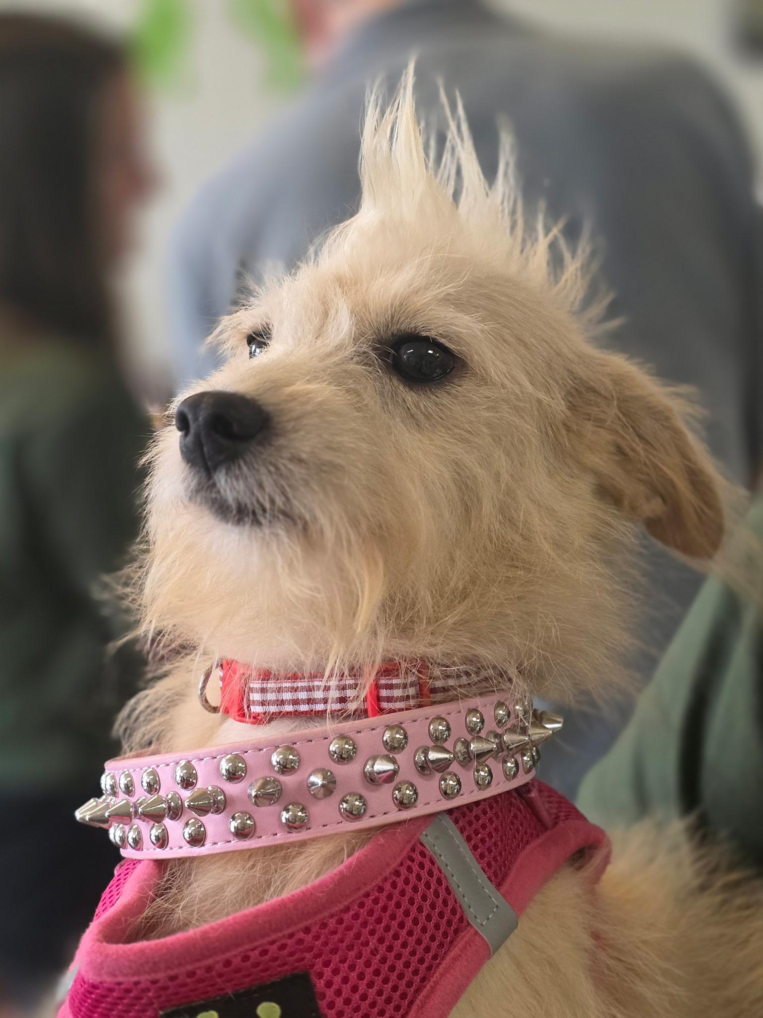 Enlarge Anna, a Adoptable mixed breed in Walker, LA image 1/3