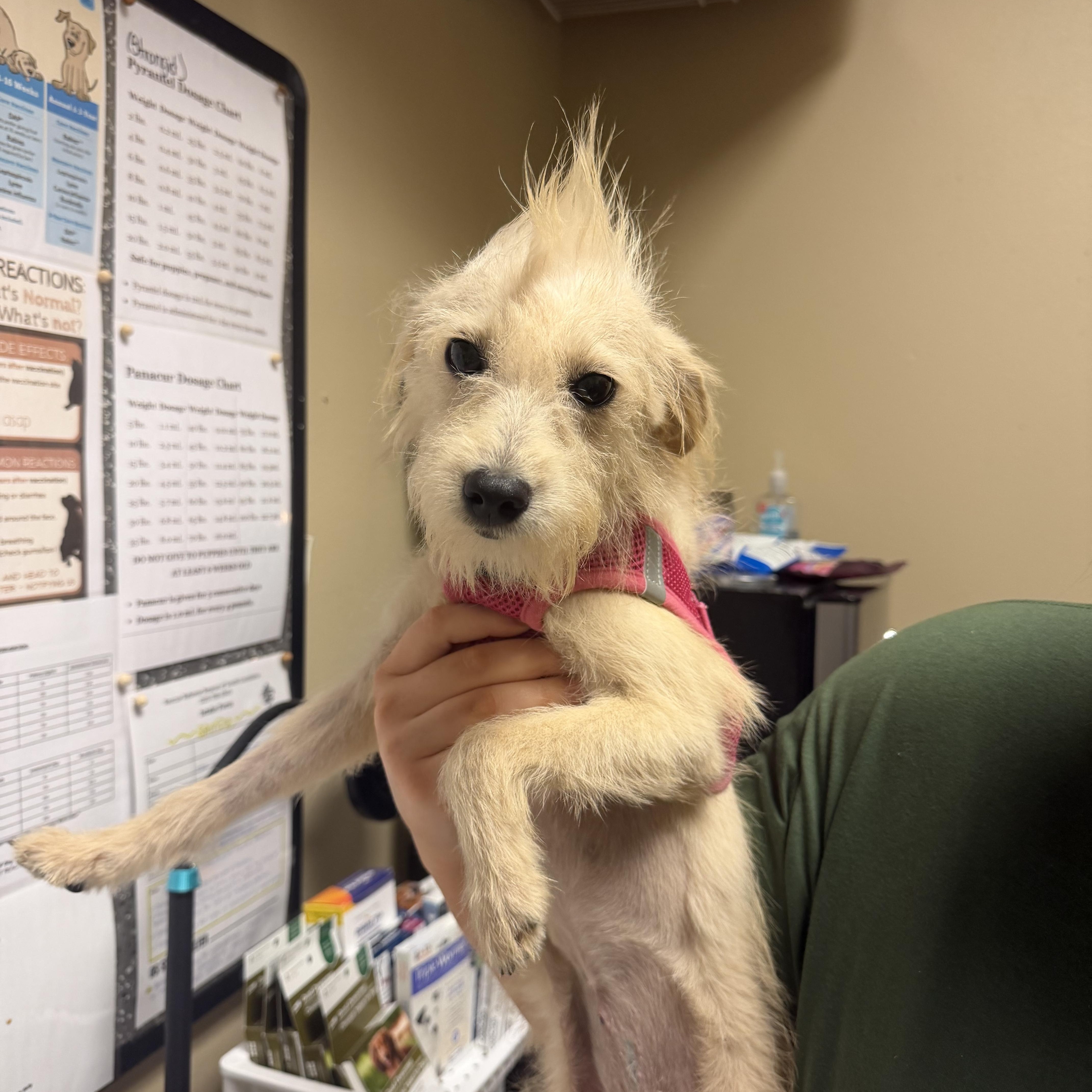 Enlarge Anna, a Adoptable mixed breed in Walker, LA image 2/3