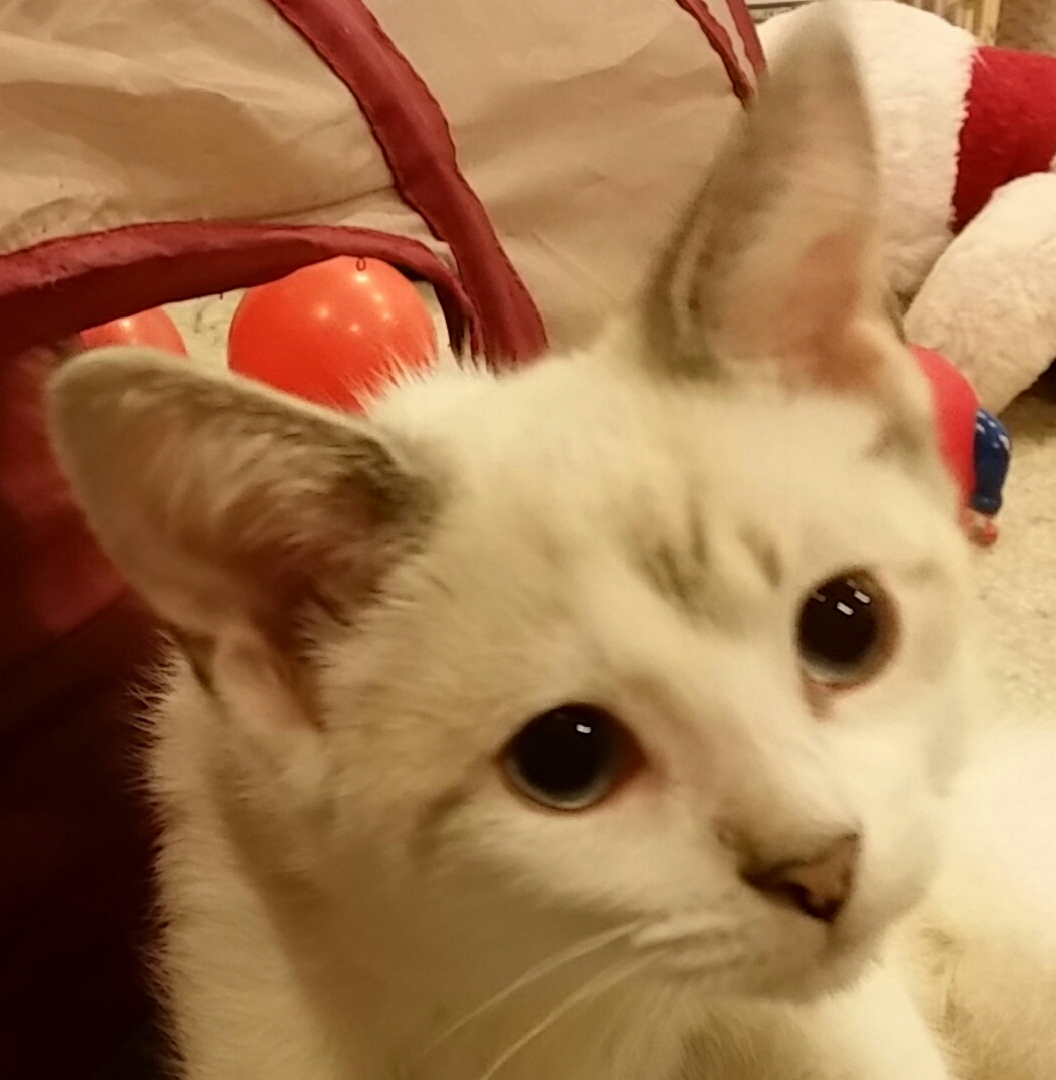 POOH BEAR, a Adoptable mixed breed in Sardinia, OH image 2/6