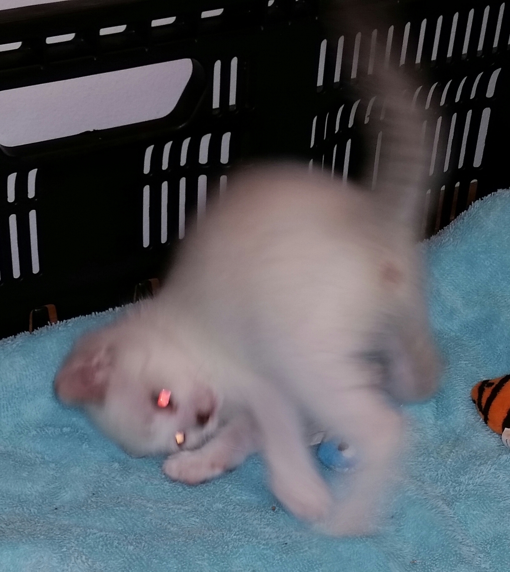 POOH BEAR, a Adoptable mixed breed in Sardinia, OH image 3/6