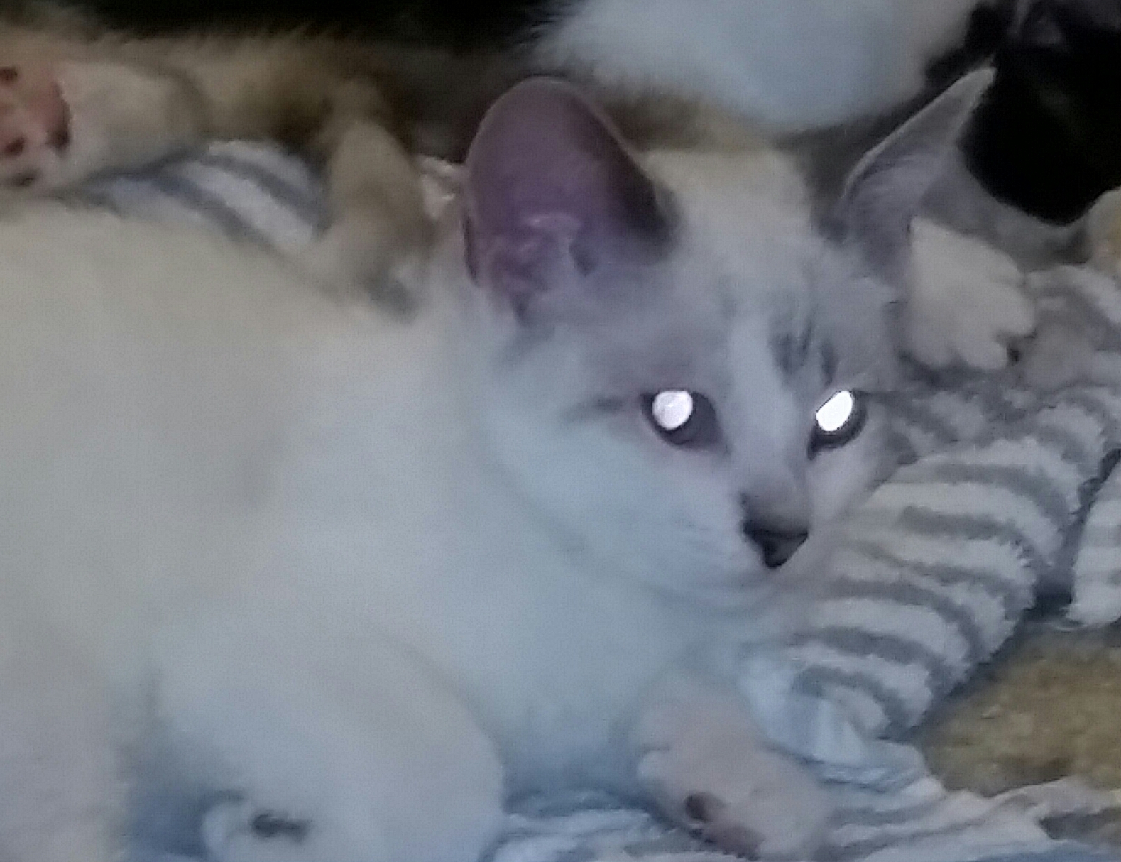 POOH BEAR, a Adoptable mixed breed in Sardinia, OH image 4/6