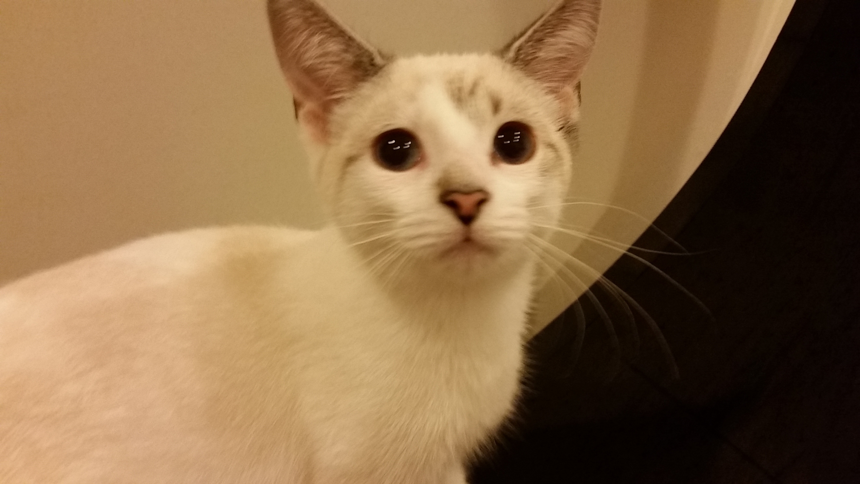 POOH BEAR, a Adoptable mixed breed in Sardinia, OH image 5/6