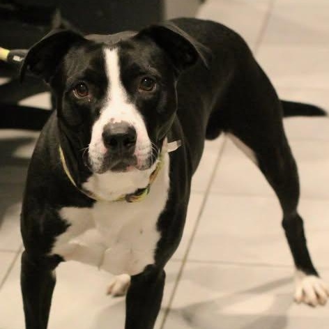 26-00188 ROCKO, ADOPTABLE, Adult Male Pit Bull Terrier.