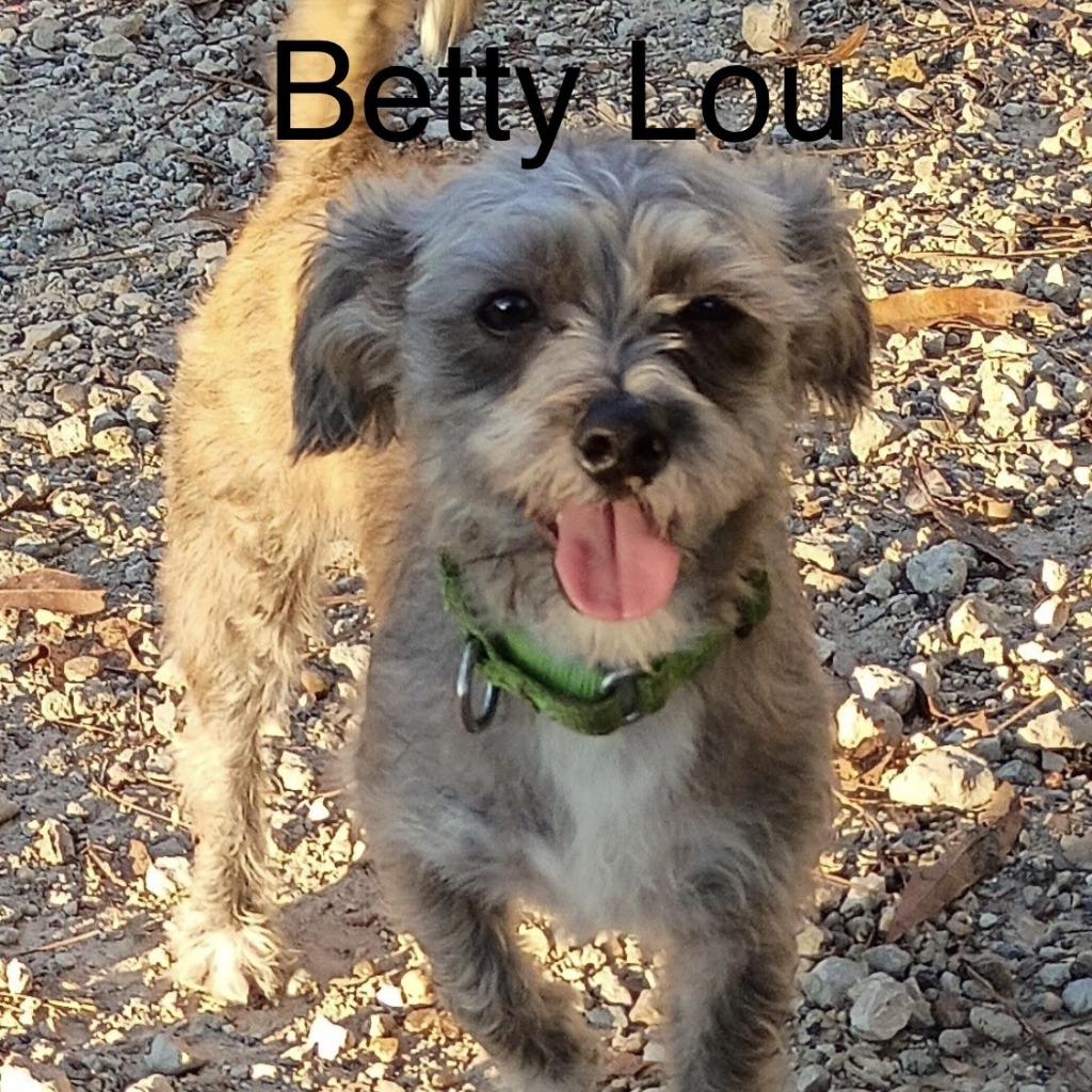 Betty Lou, Adoptable, Young Female Terrier.