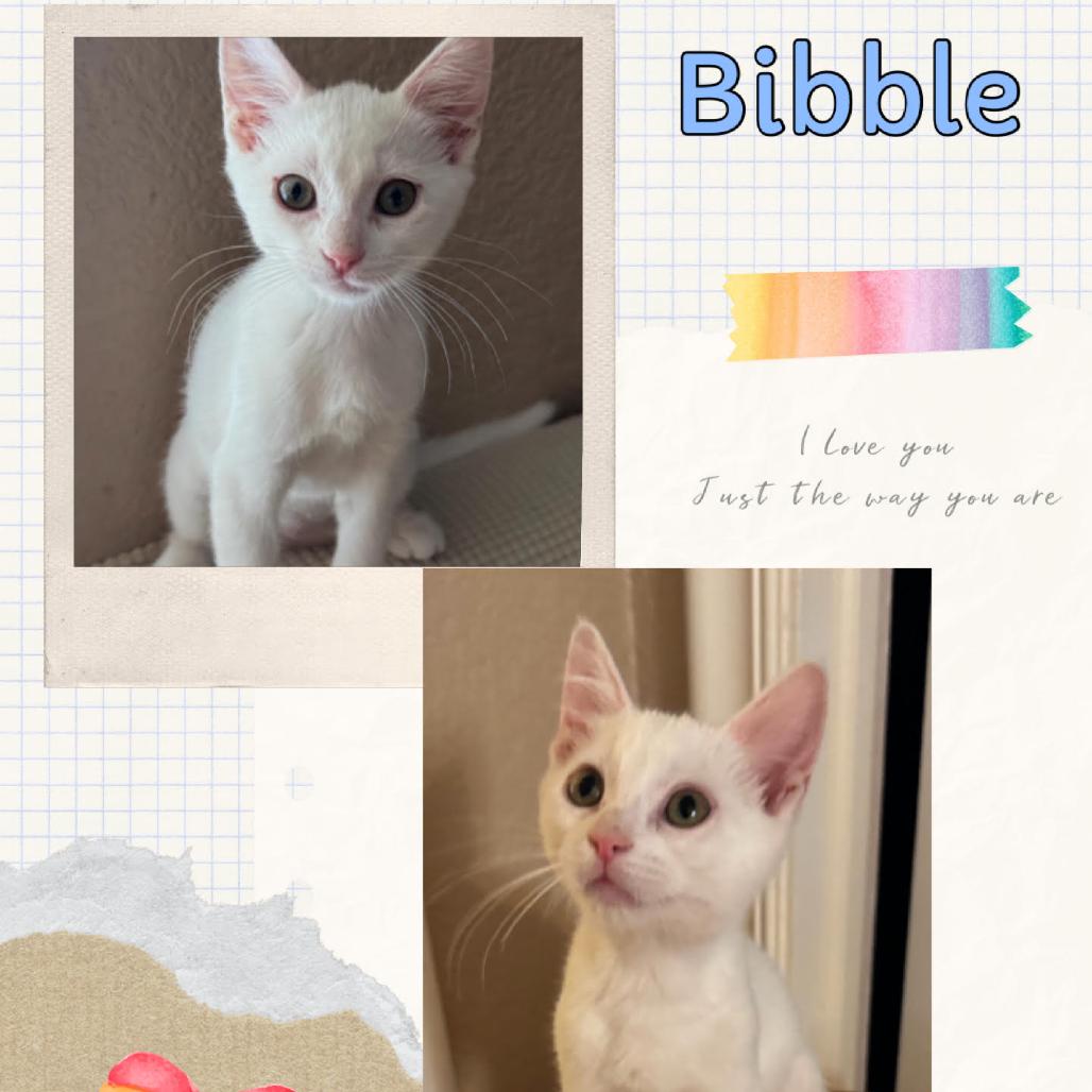 Bibble, Adoptable, Kitten Female Domestic Short Hair.