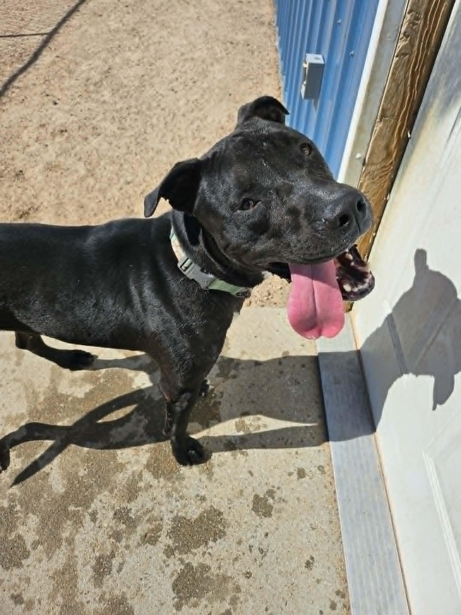Shadow, a ADOPTABLE mixed breed in Chappell, NE image 2/2