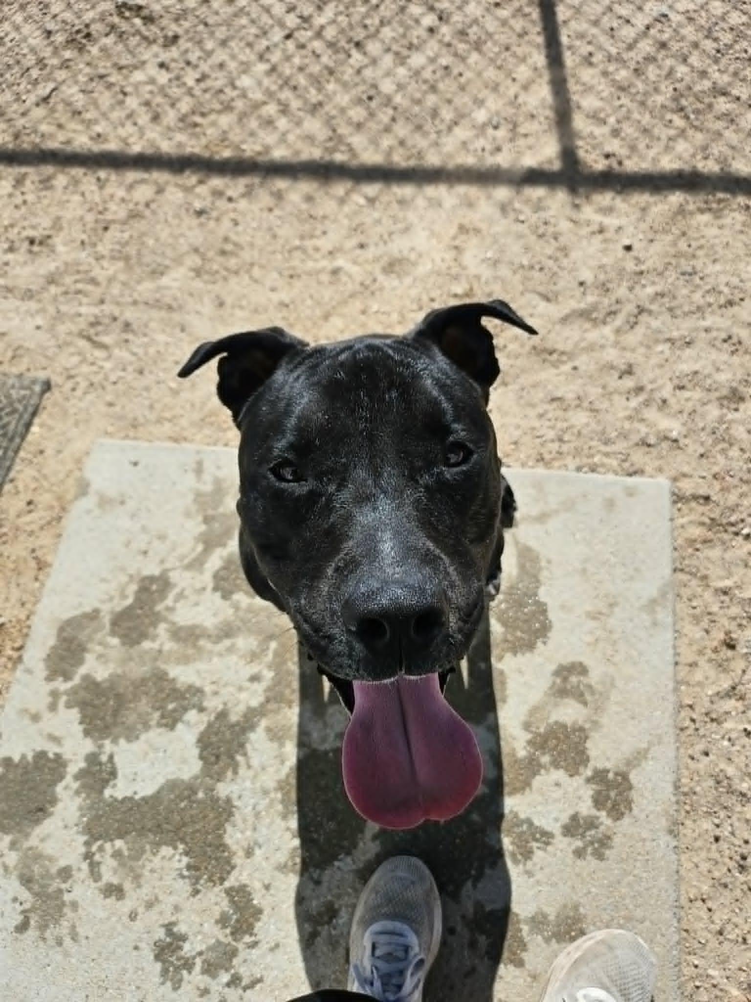 Shadow, ADOPTABLE, Adult Male Black Labrador Retriever & Pit Bull Terrier.