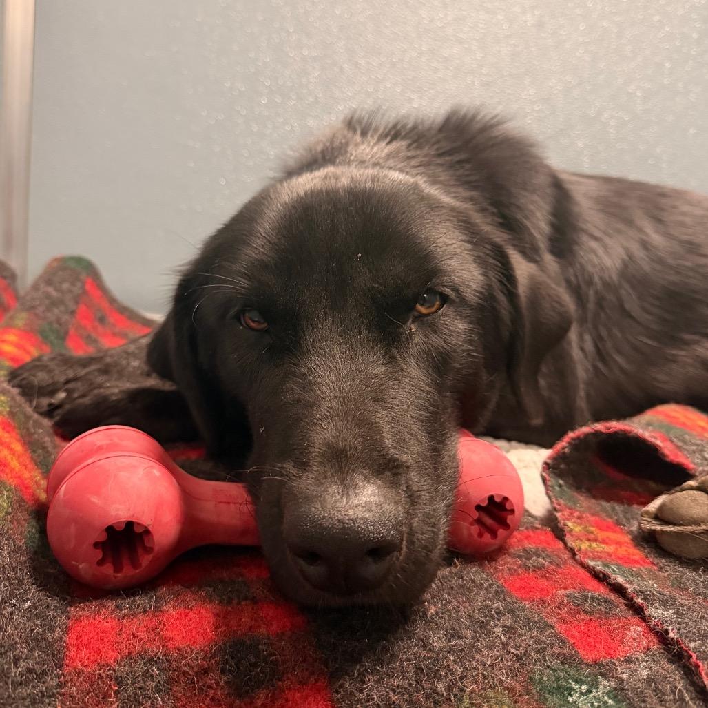 Beetlejuice, Adoptable, Young Male Black Labrador Retriever & Mixed Breed.