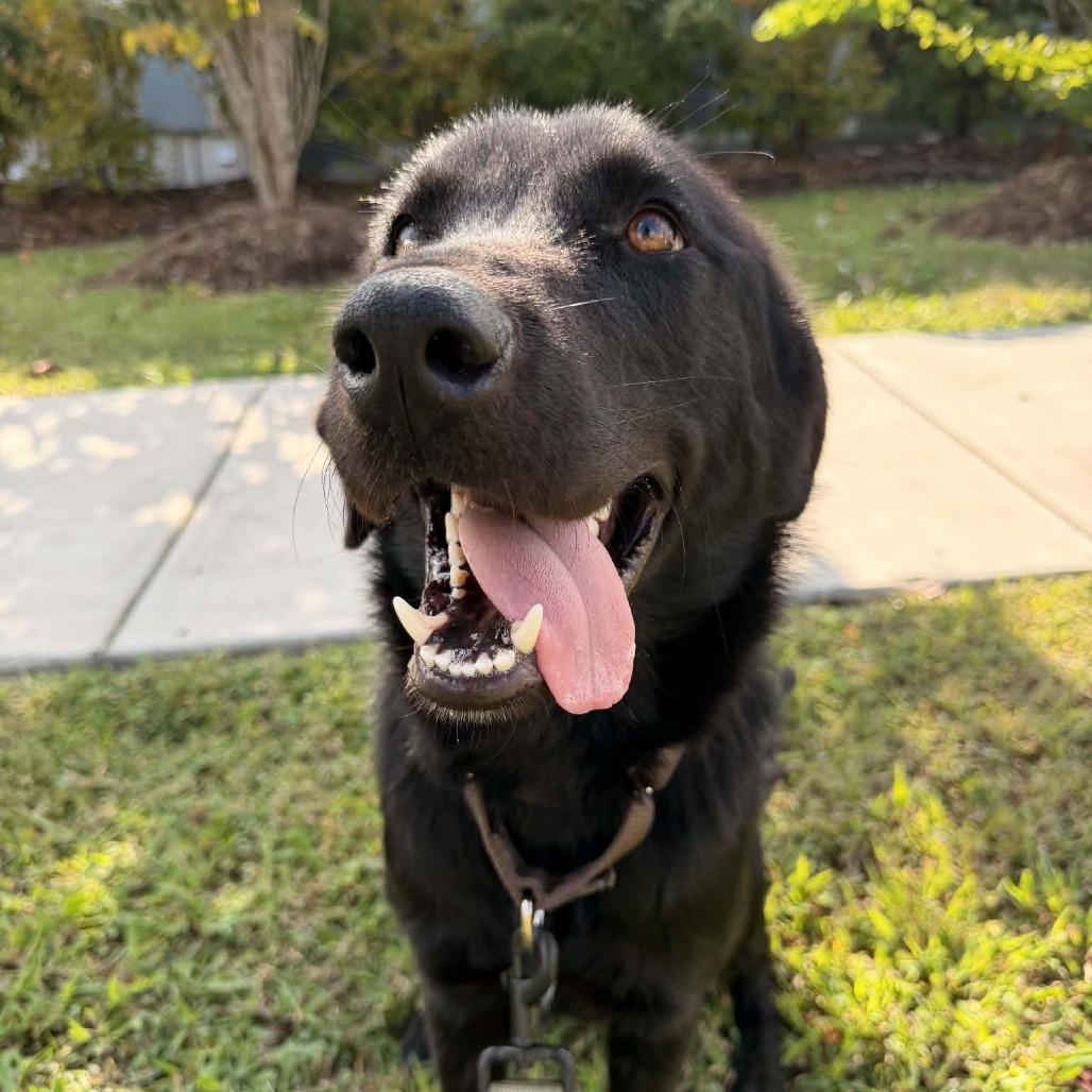Enlarge Beetlejuice, a Adoptable mixed breed in Nashville, TN image 2/4
