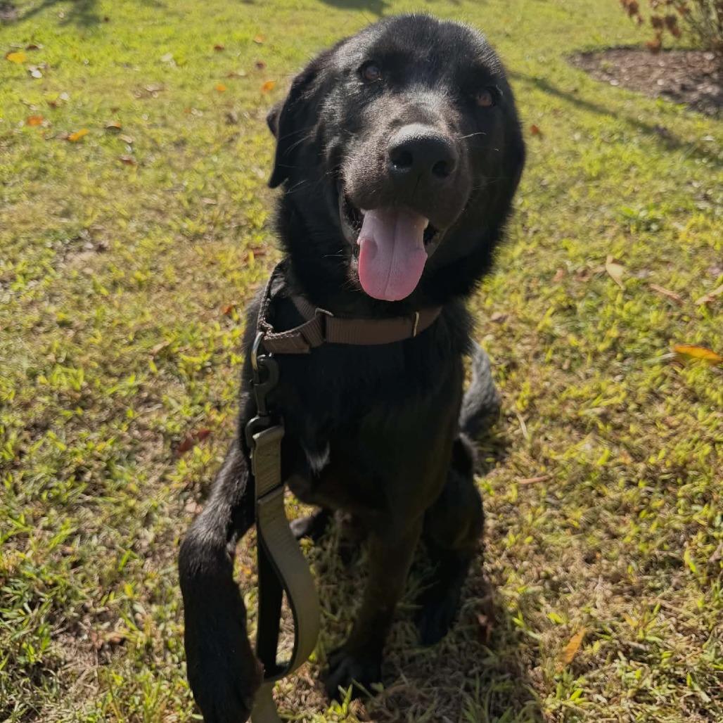 Enlarge Beetlejuice, a Adoptable mixed breed in Nashville, TN image 4/4