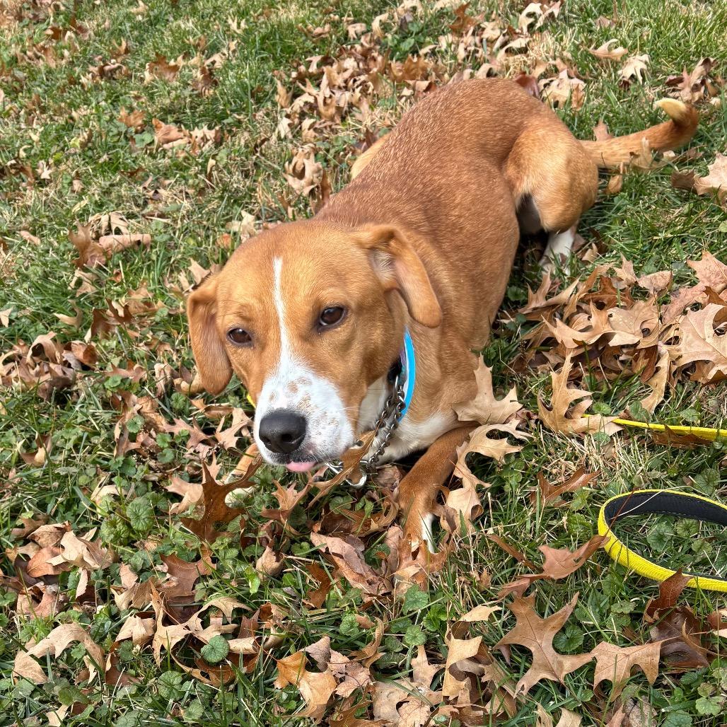 Abigail*Adoption Pending*, Adoptable, Adult Female Hound & Mixed Breed.