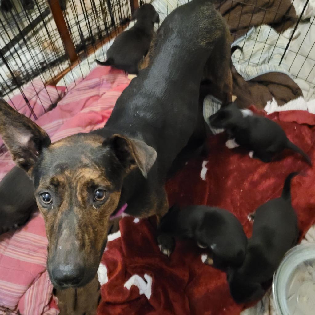 Enlarge Carolina, a Adoptable Shepherd in Conway, SC image 1/1