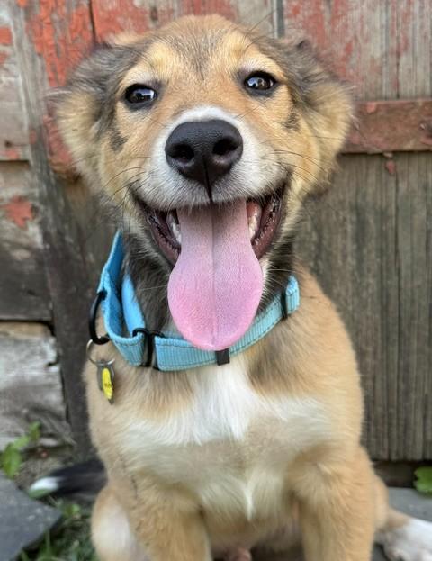 Enlarge Smitty, an adopted mixed breed in Albany, NY image 5/6