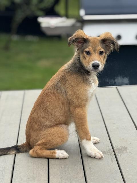 Enlarge Smitty, an adopted mixed breed in Albany, NY image 2/6