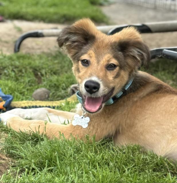 Enlarge Smitty, an adopted mixed breed in Albany, NY image 3/6