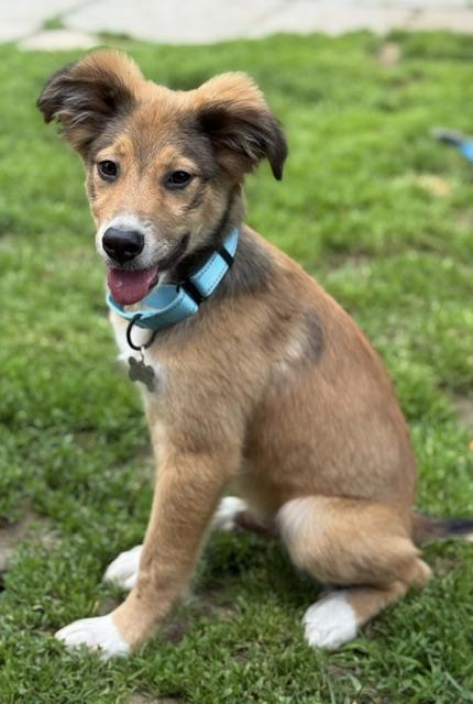 Enlarge Smitty, an adopted mixed breed in Albany, NY image 4/6