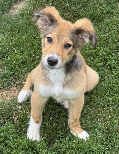 Enlarge Smitty, an adopted mixed breed in Albany, NY image 6/6
