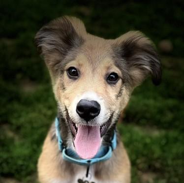Enlarge Smitty, an adopted mixed breed in Albany, NY image 1/6