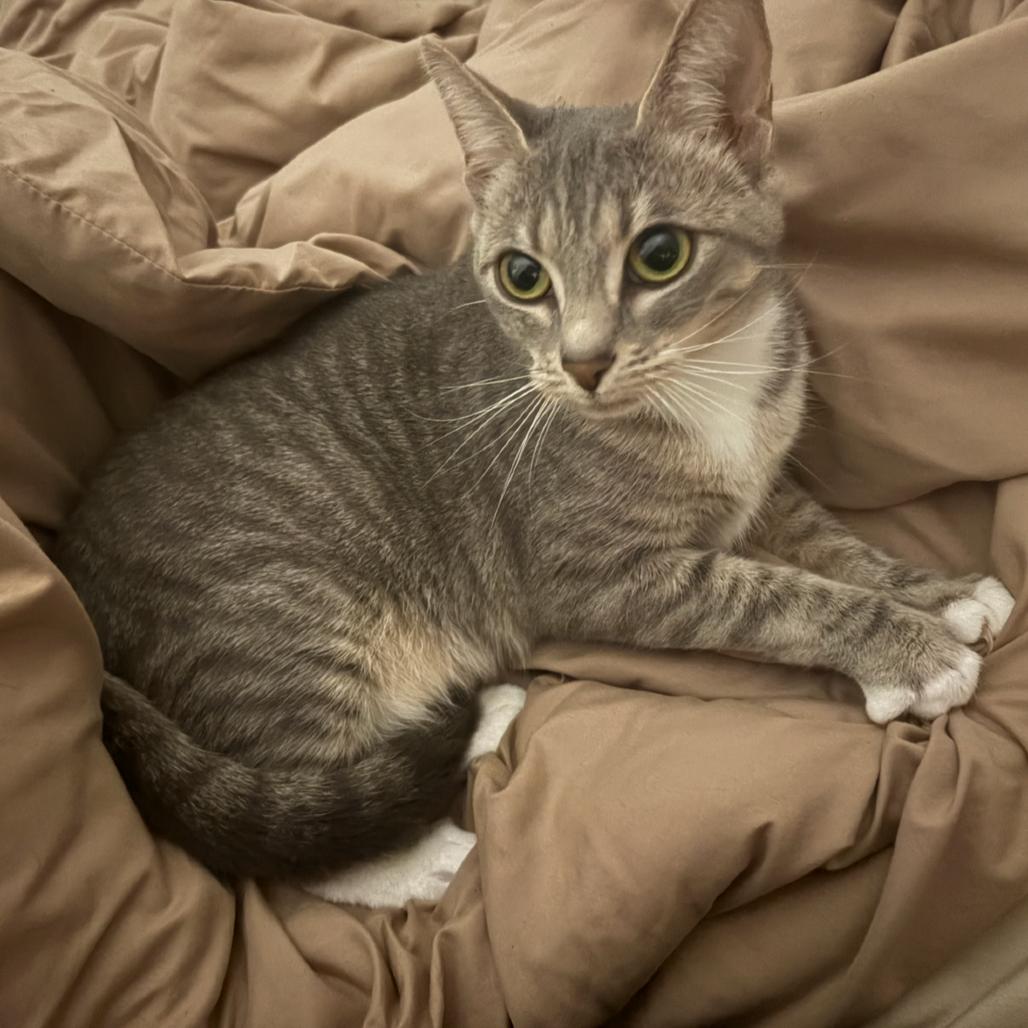 Vaida — thumbnail 2