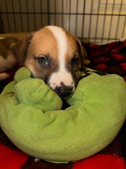 Macaroni thumbnail 3