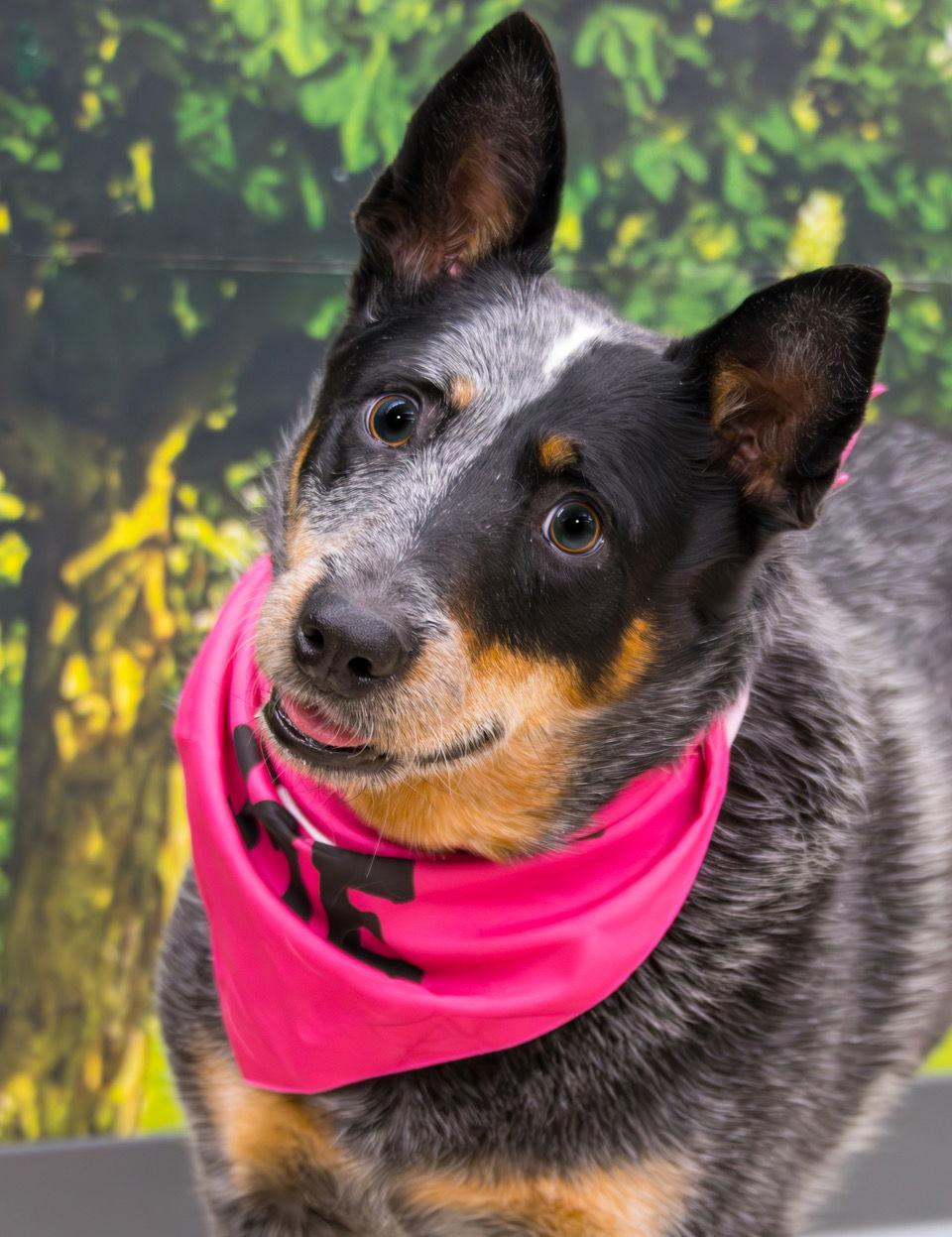 Lucie Blue, a Adoptable Australian Cattle Dog / Blue Heeler in Alpharetta, GA image 1/3