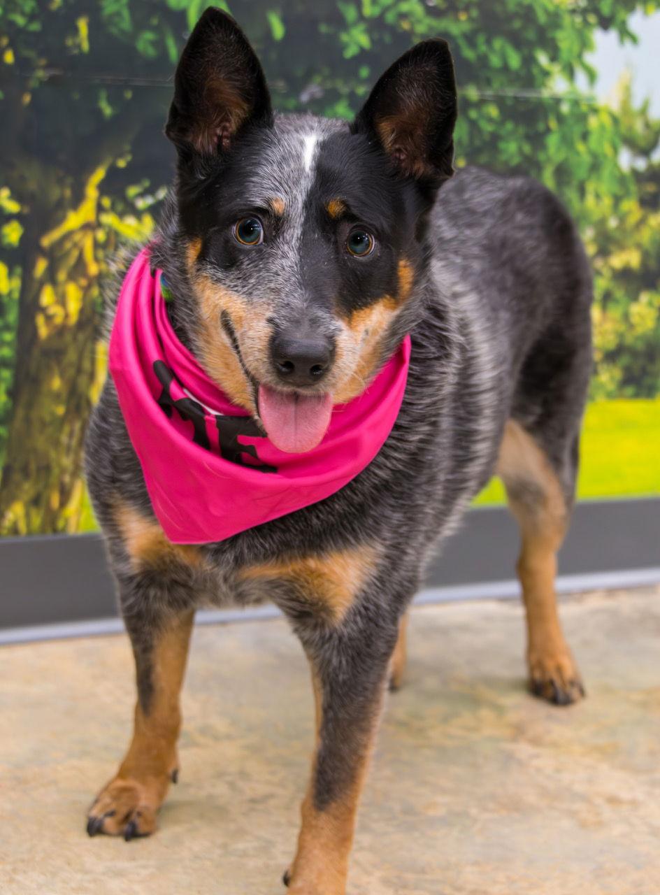 Lucie Blue, a Adoptable Australian Cattle Dog / Blue Heeler in Alpharetta, GA image 2/3