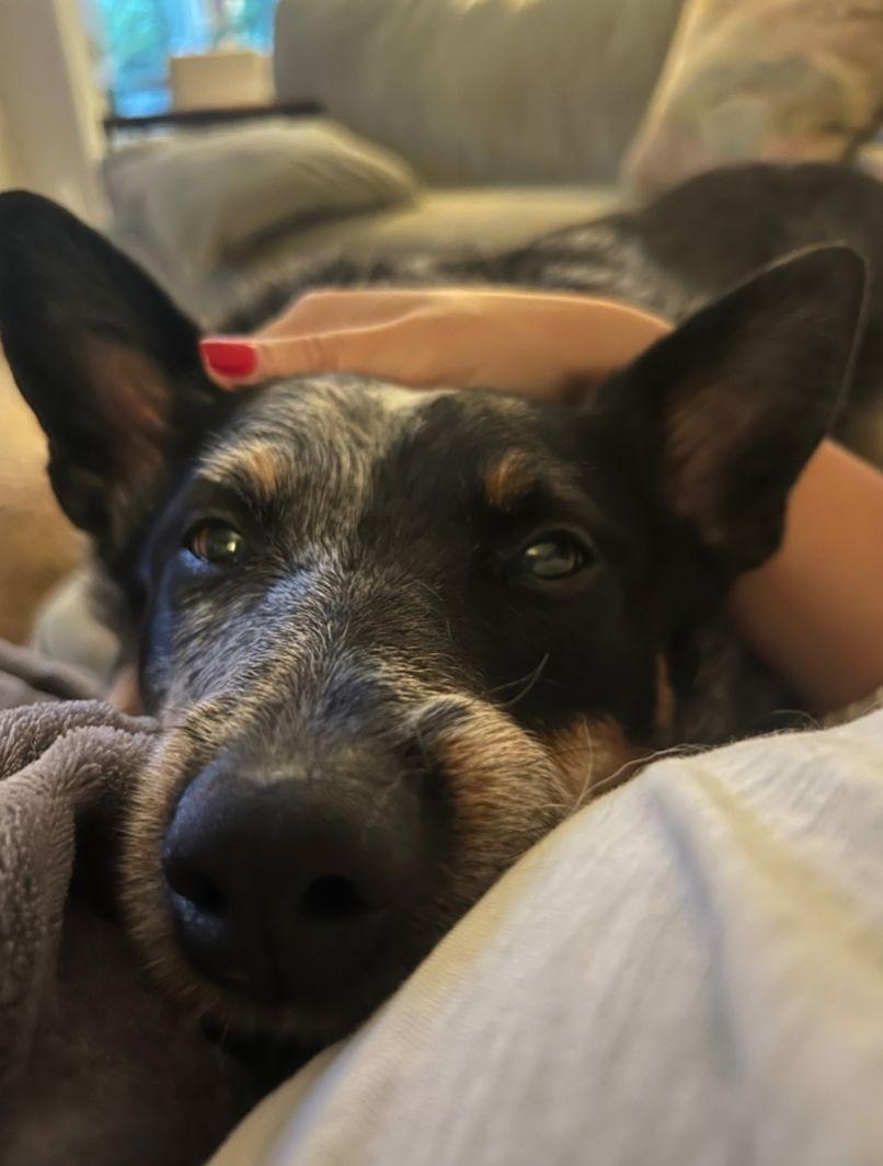 Lucie Blue, a Adoptable Australian Cattle Dog / Blue Heeler in Alpharetta, GA image 3/3