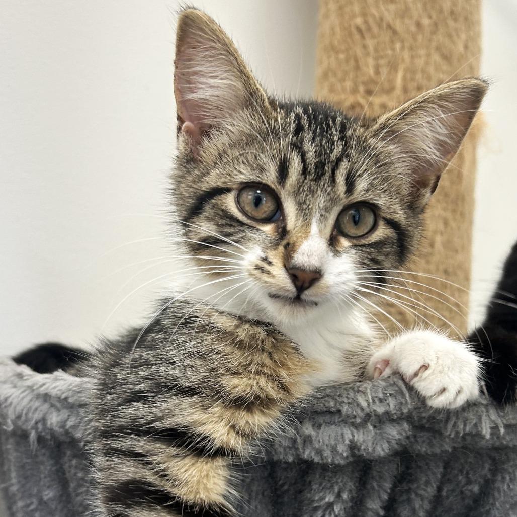 Sundae, Adoptable, Kitten Female Domestic Short Hair.