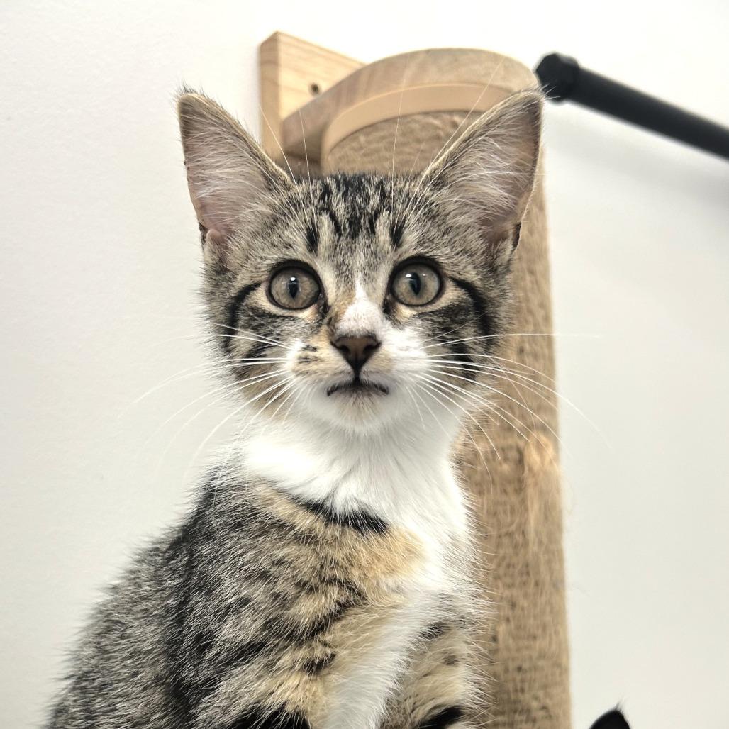 Sundae, a Adoptable Domestic Short Hair in St. Louis, MO image 2/3