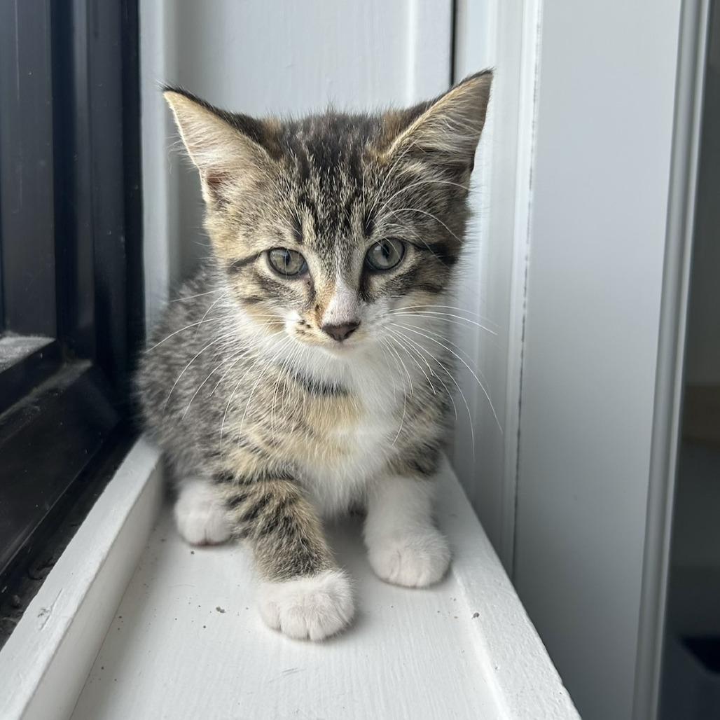 Sundae, a Adoptable Domestic Short Hair in St. Louis, MO image 3/3
