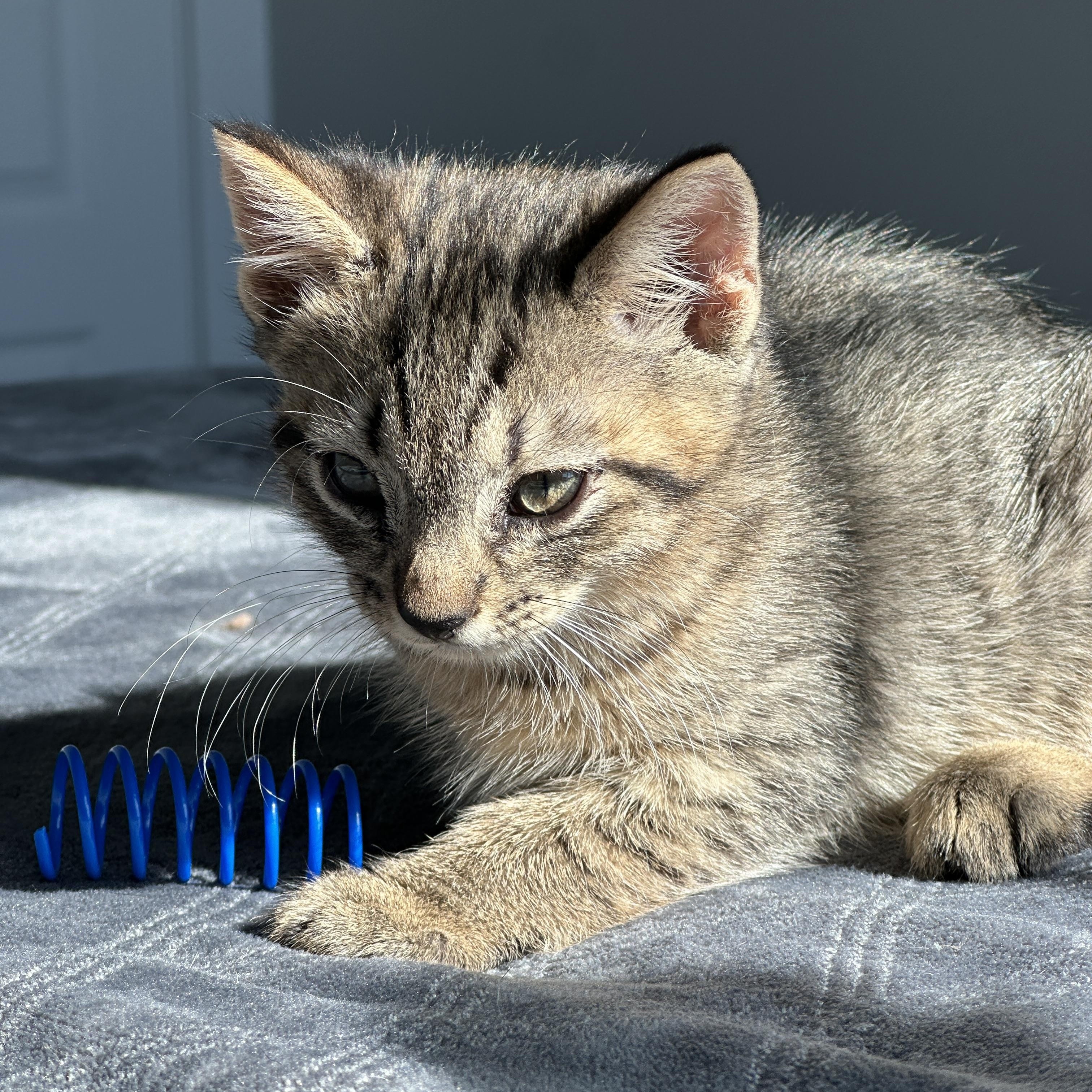 Enlarge Frosty, a ADOPTABLE Tabby in Pasco, WA image 4/6