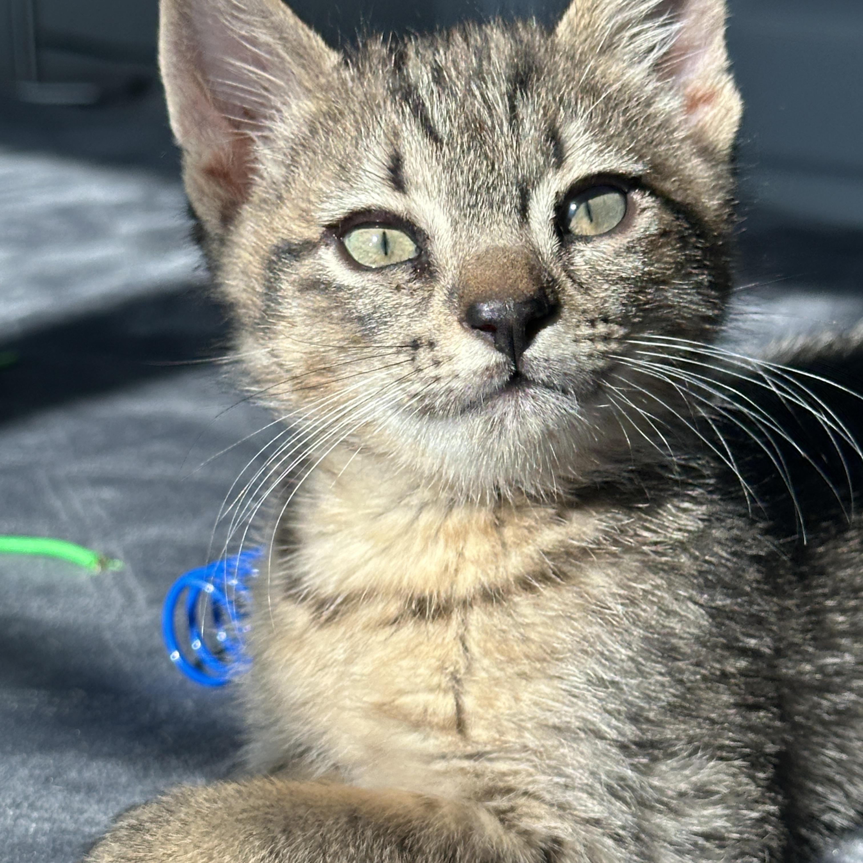 Frosty, ADOPTABLE, Kitten Male Tabby.