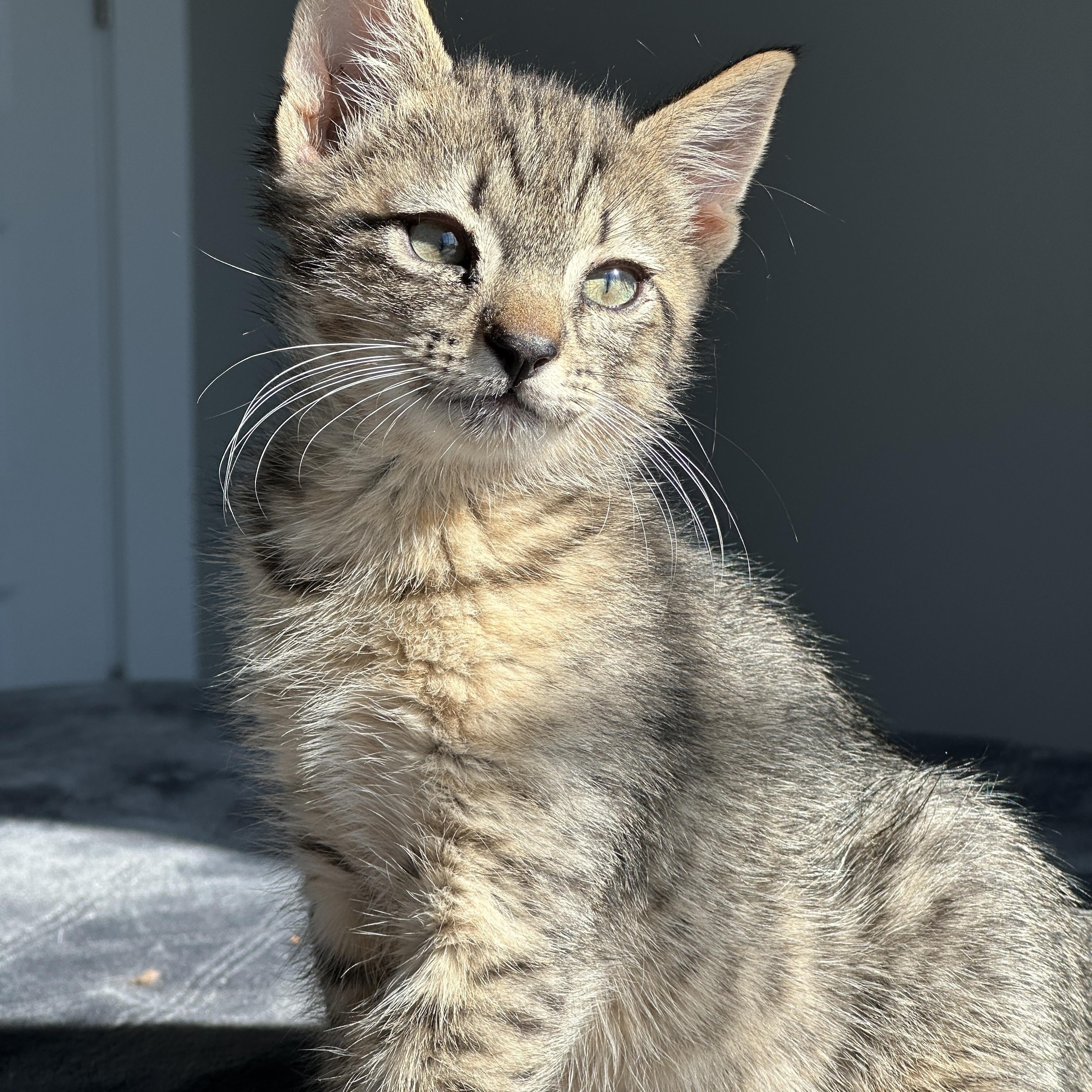 Enlarge Frosty, a ADOPTABLE Tabby in Pasco, WA image 2/6