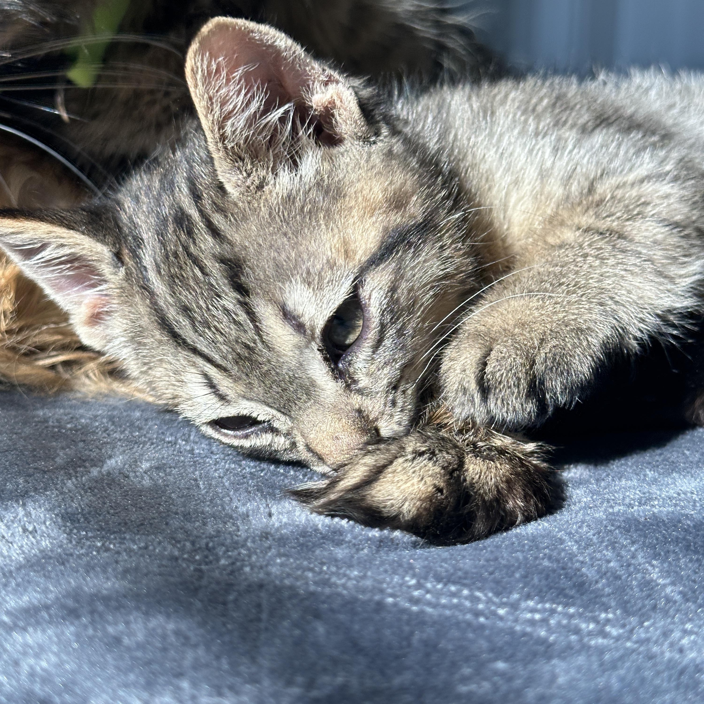 Enlarge Frosty, a ADOPTABLE Tabby in Pasco, WA image 5/6