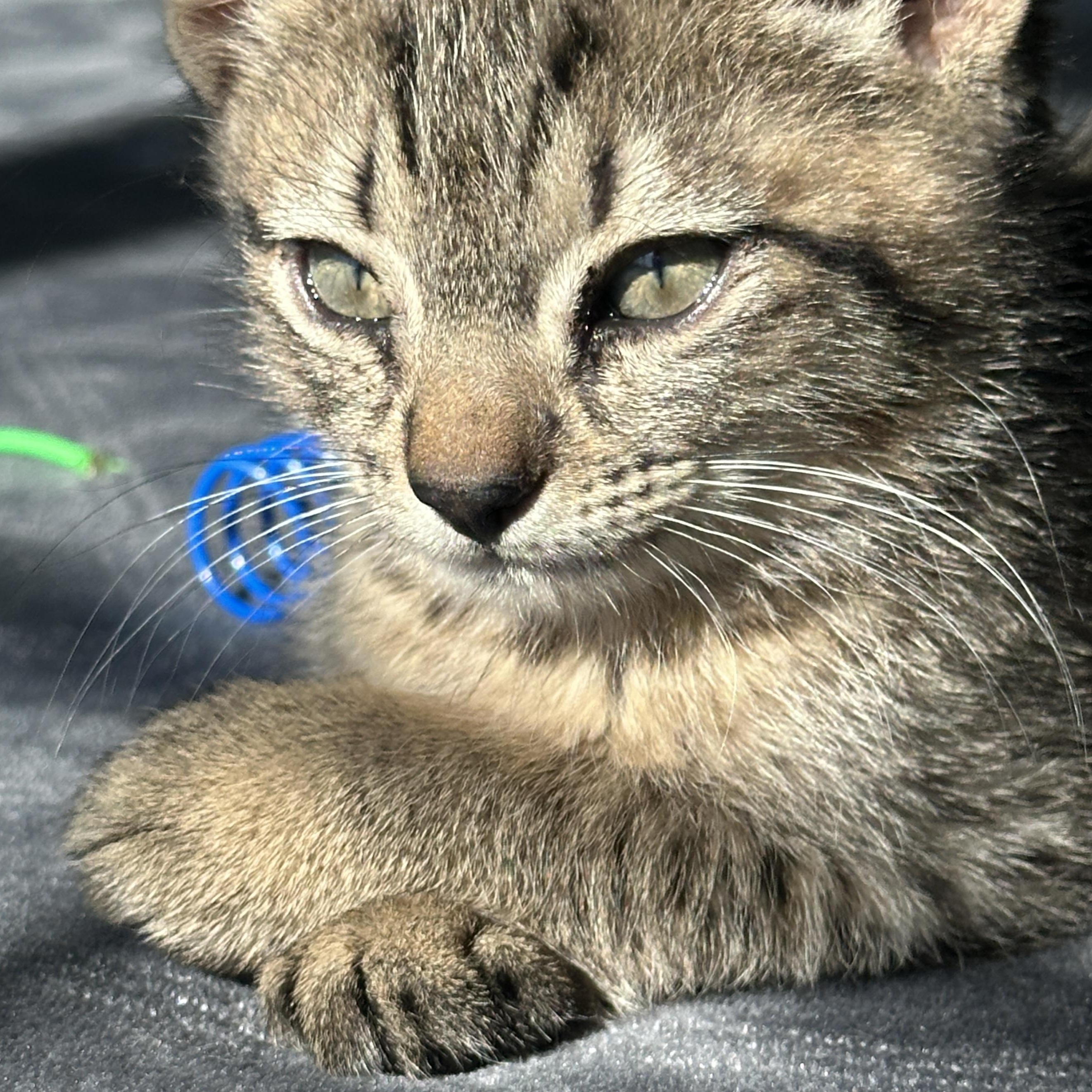 Enlarge Frosty, a ADOPTABLE Tabby in Pasco, WA image 6/6