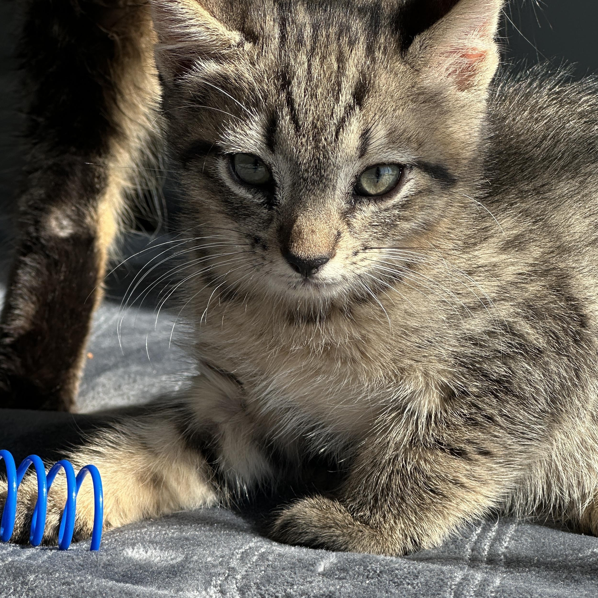 Enlarge Frosty, a ADOPTABLE Tabby in Pasco, WA image 3/6